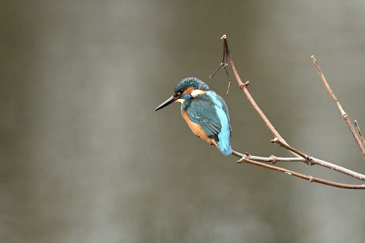 Common Kingfisher - ML646692256