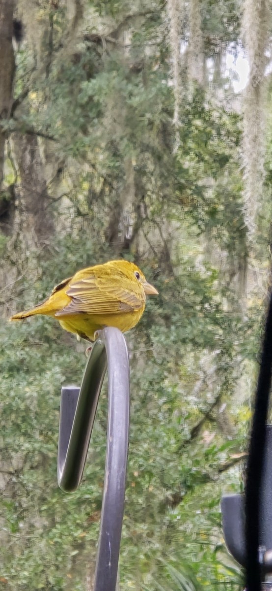 Summer Tanager - ML646692257