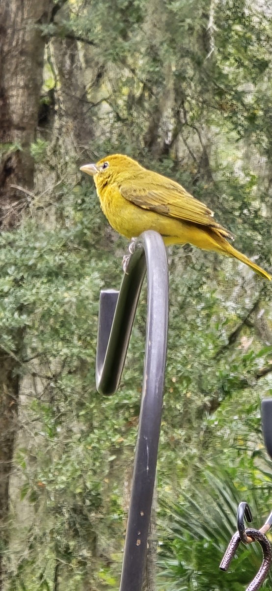 Summer Tanager - ML646692262