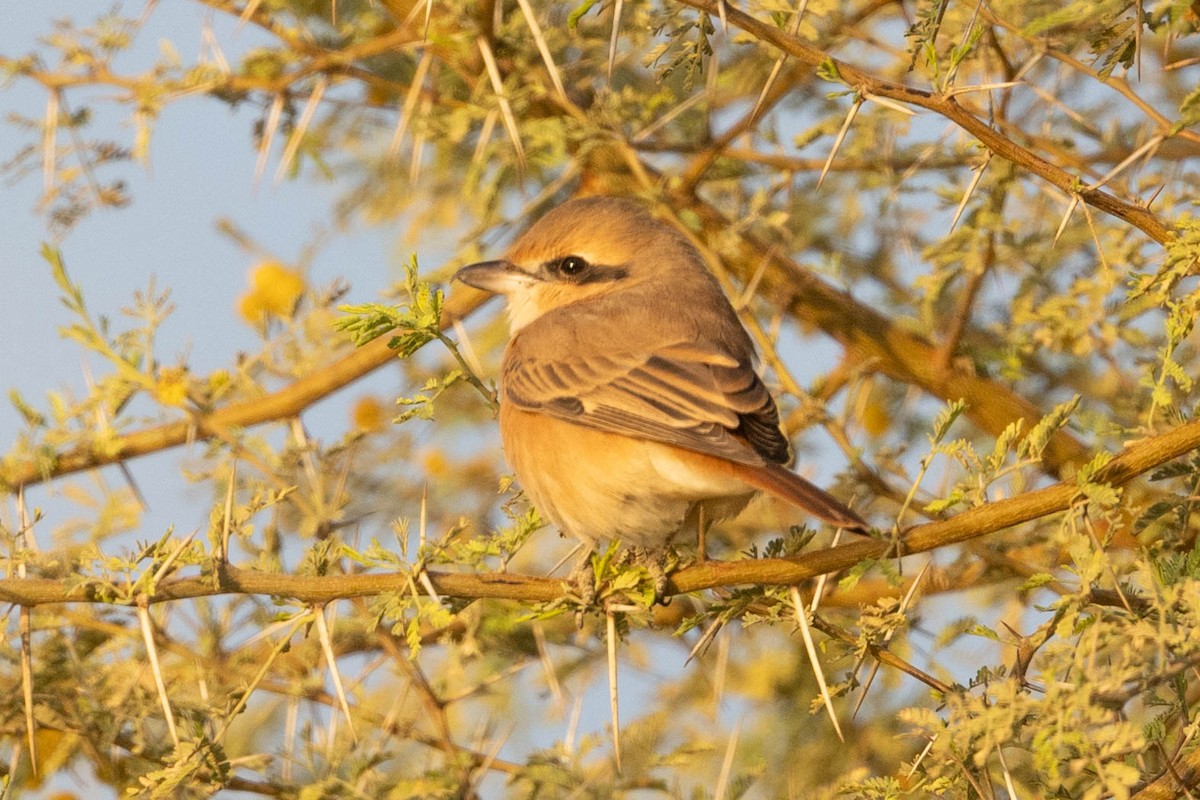 Isabelline Shrike - ML646692264