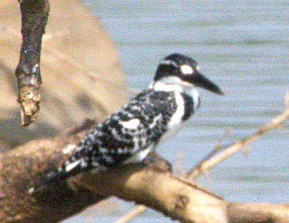 Pied Kingfisher - ML646692275