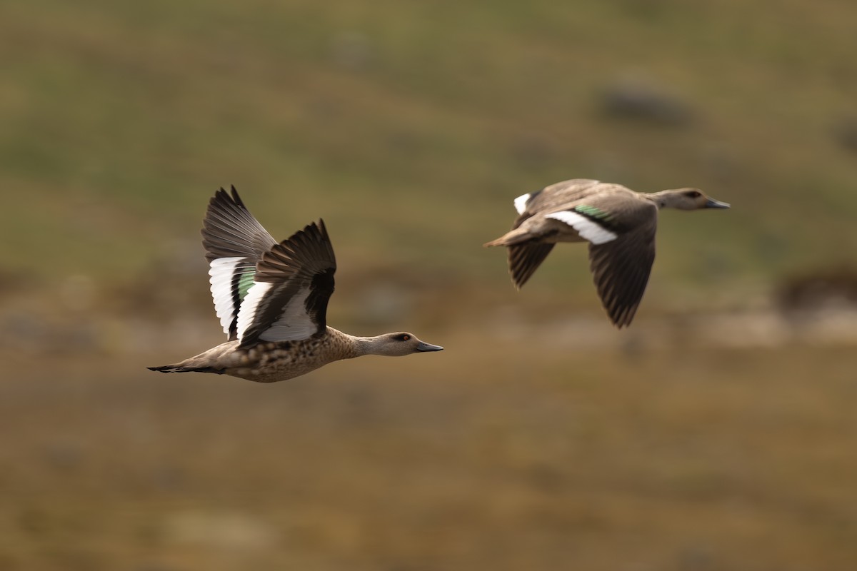 kachna vlasatá - ML646692276