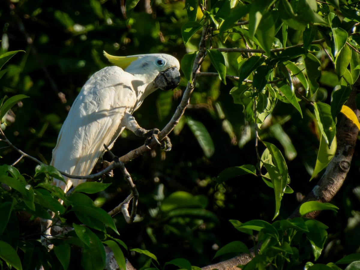 Большой желтохохлый какаду - ML646692278