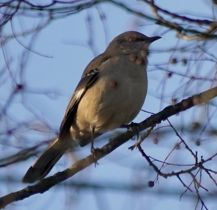 Northern Mockingbird - ML646692279