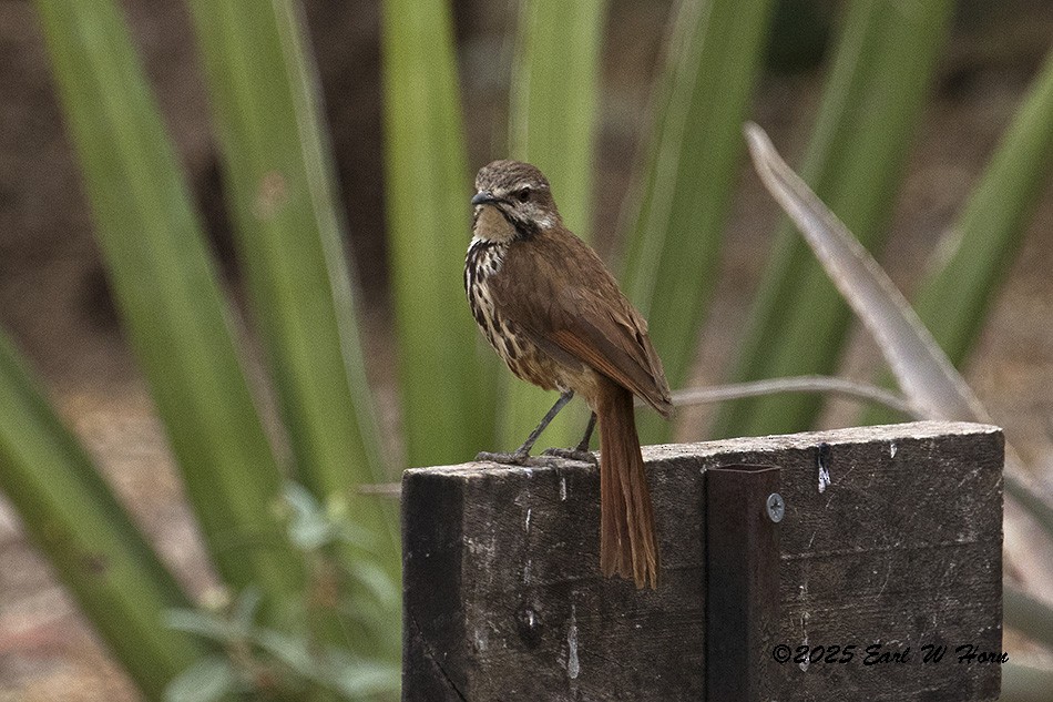 Spotted Morning-Thrush - ML646692280