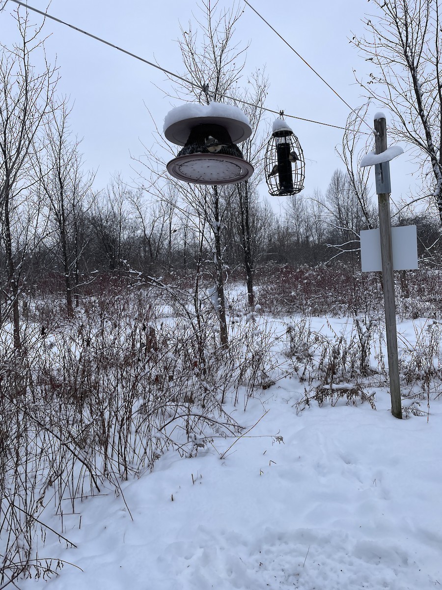 Черношапочная гаичка - ML646692282