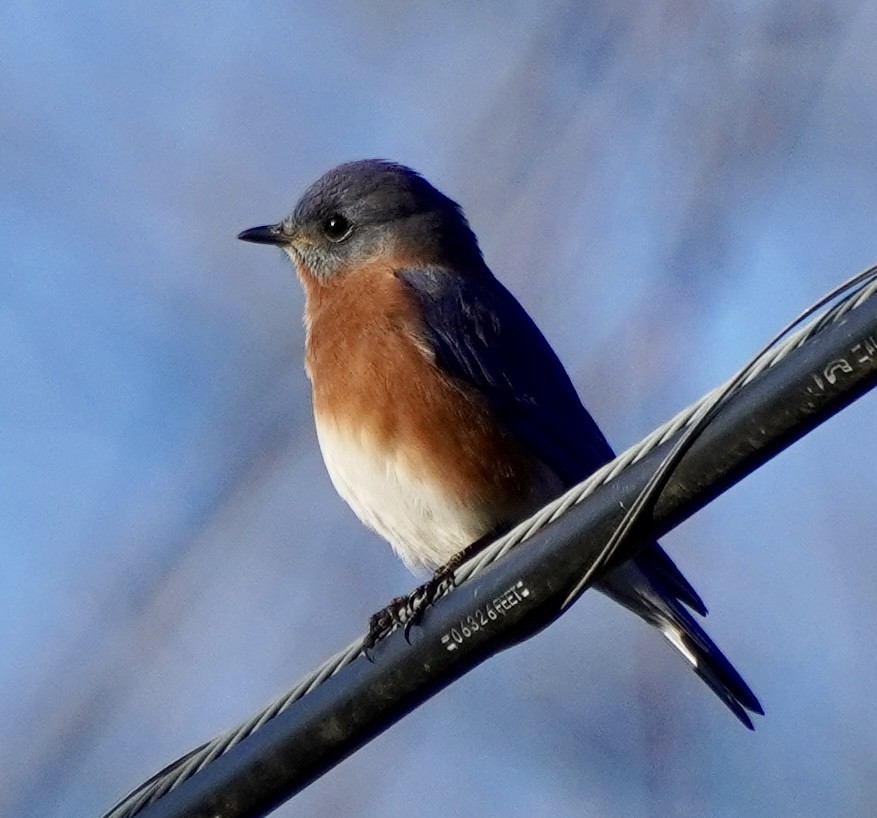 Eastern Bluebird - ML646692289