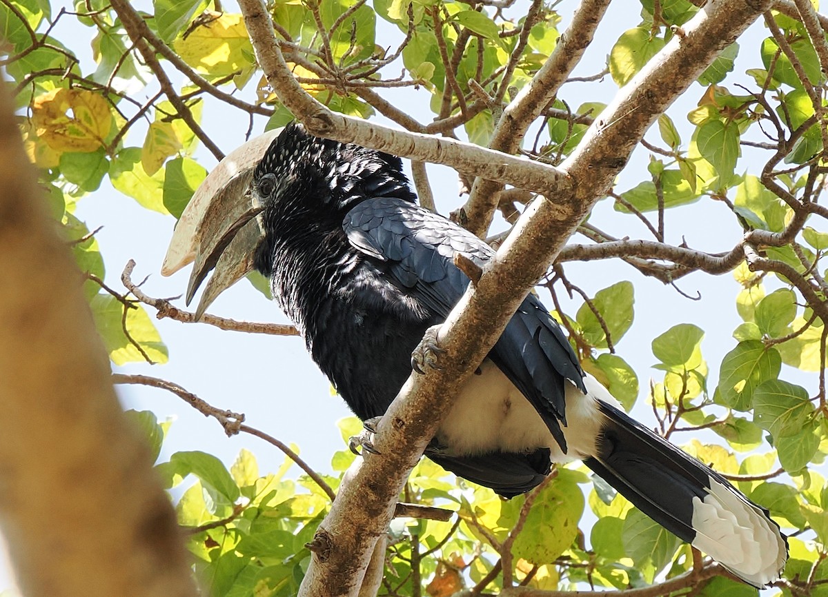 Silvery-cheeked Hornbill - ML646692291