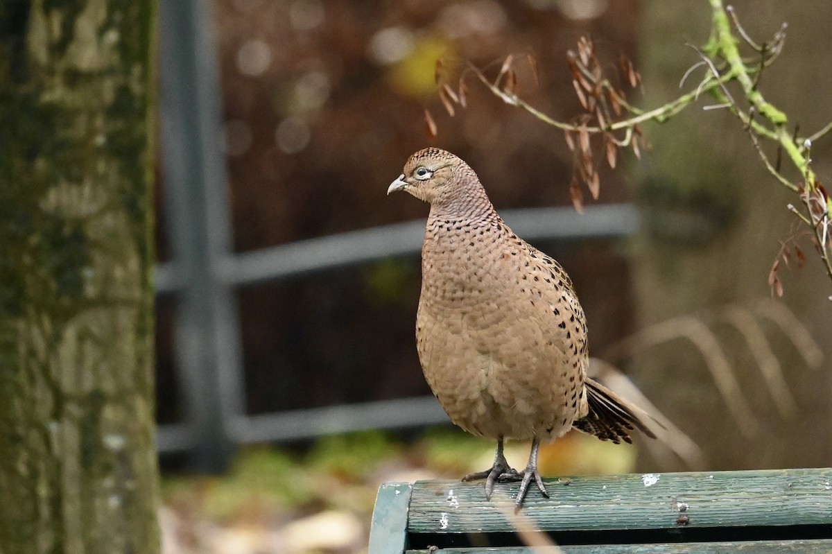 Ring-necked Pheasant - ML646692292