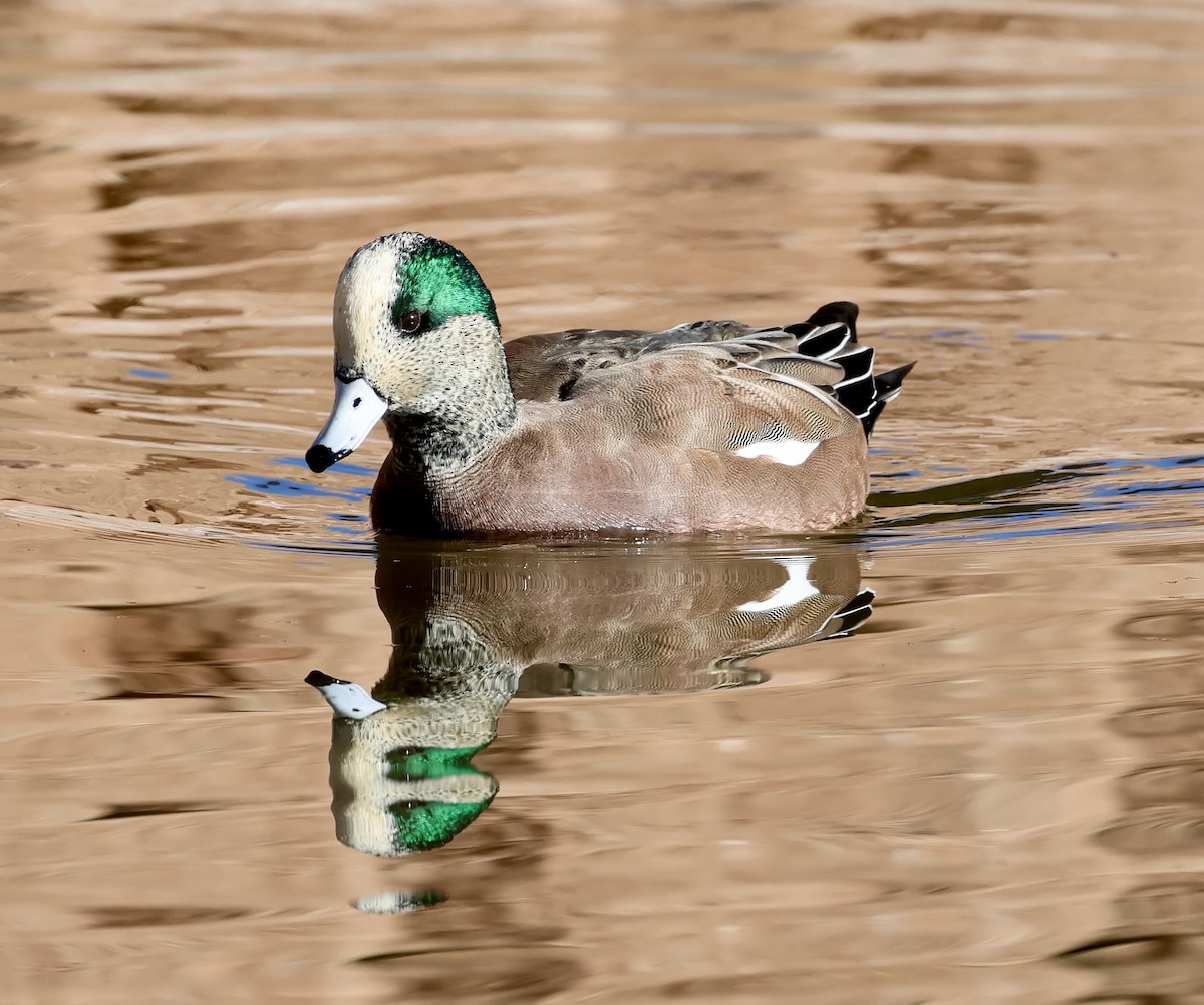 ברווז אמריקני - ML646692293