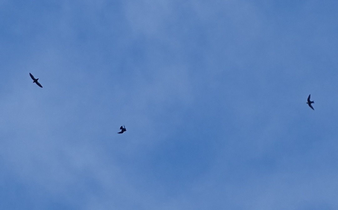 White-collared Swift - ML646692295