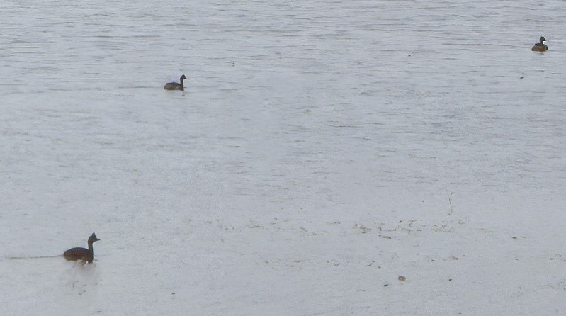 Черношейная поганка - ML646692301