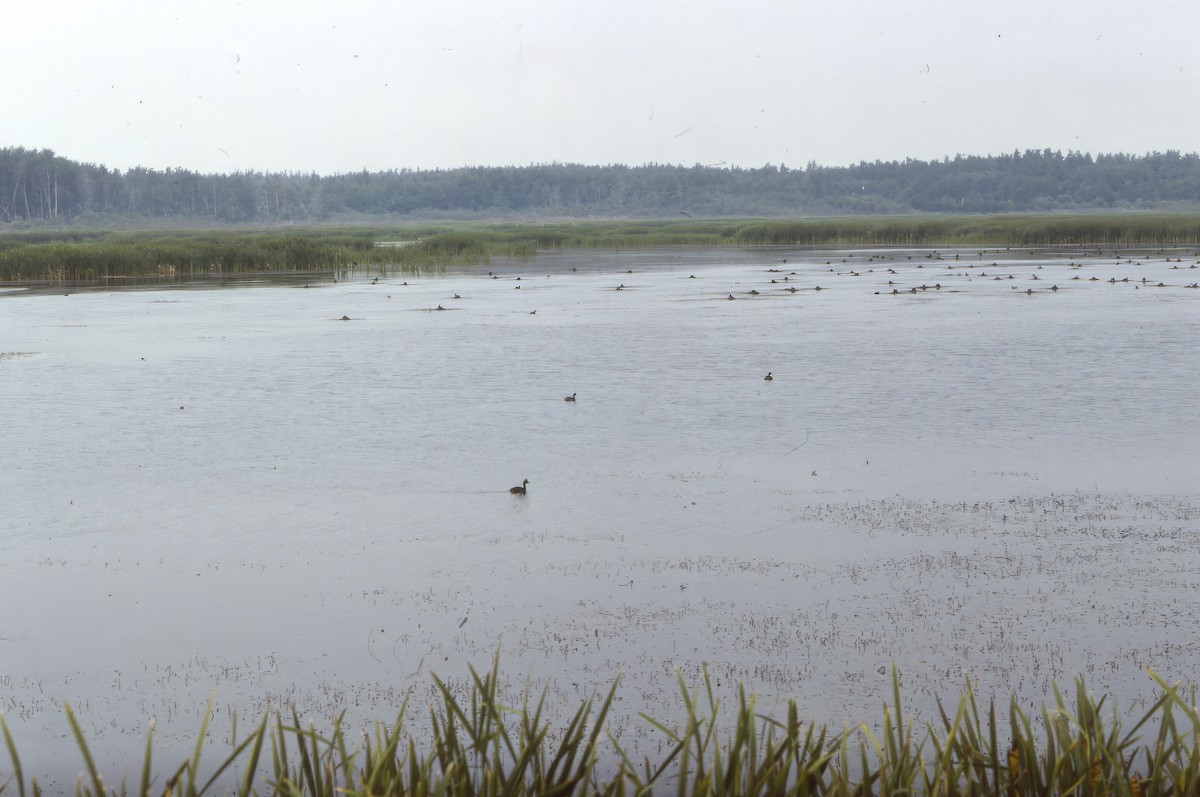 Черношейная поганка - ML646692302