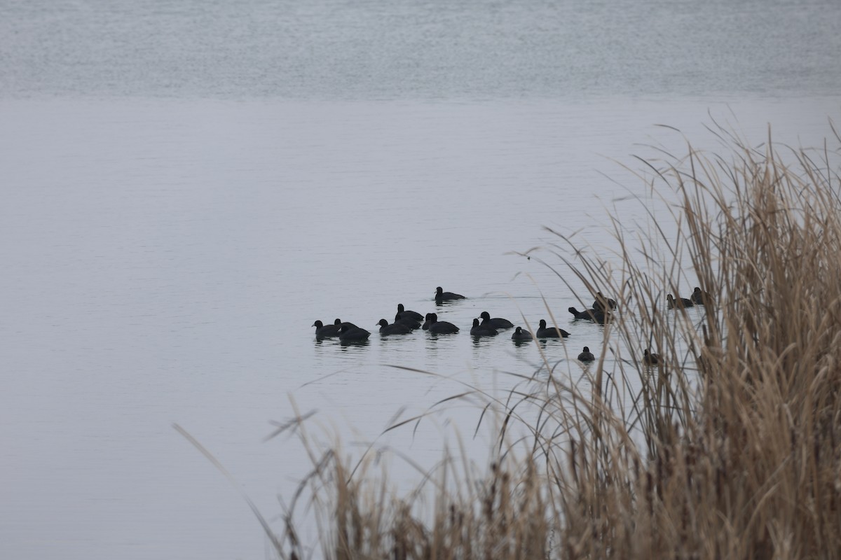 American Coot - ML646692303