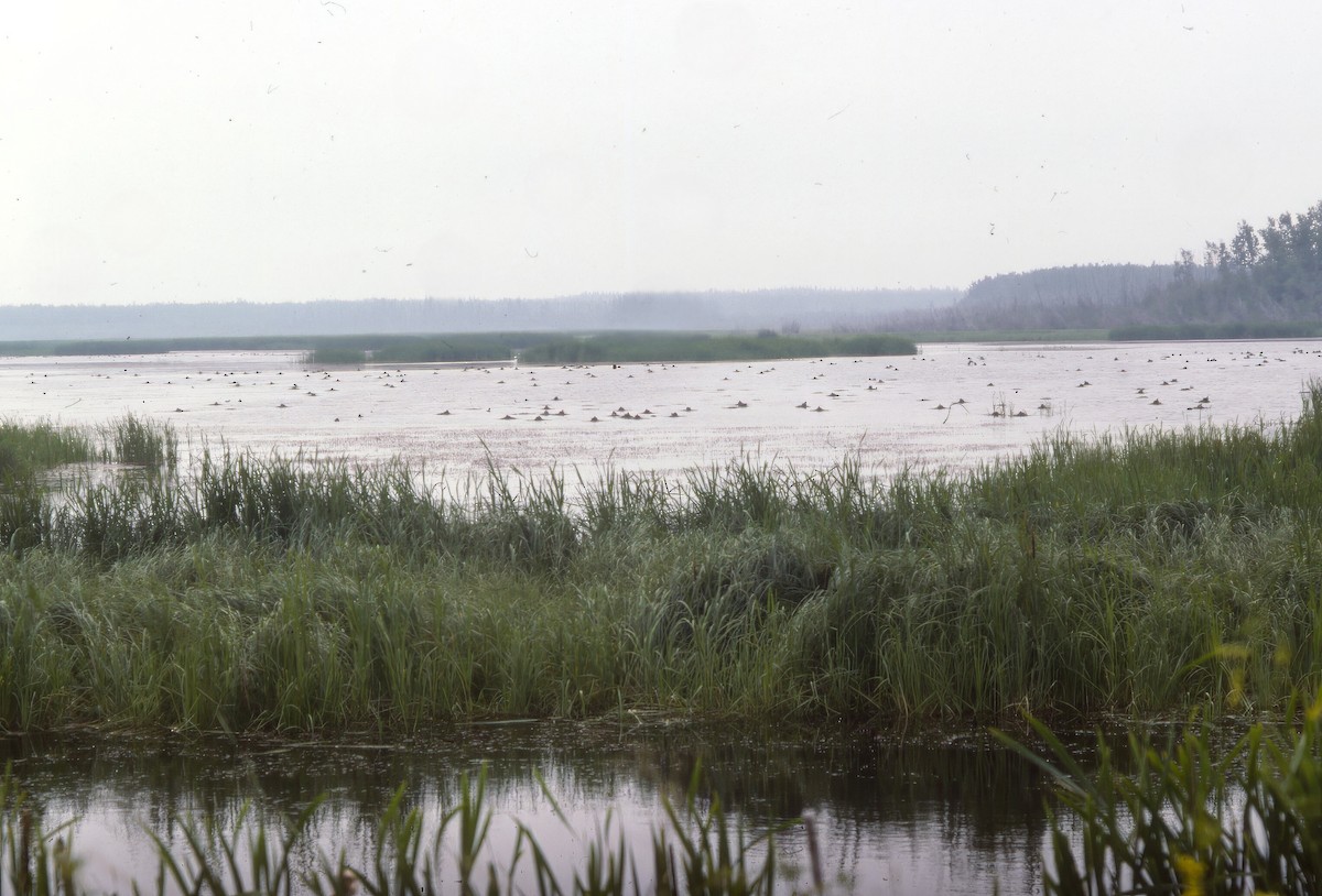 Черношейная поганка - ML646692304