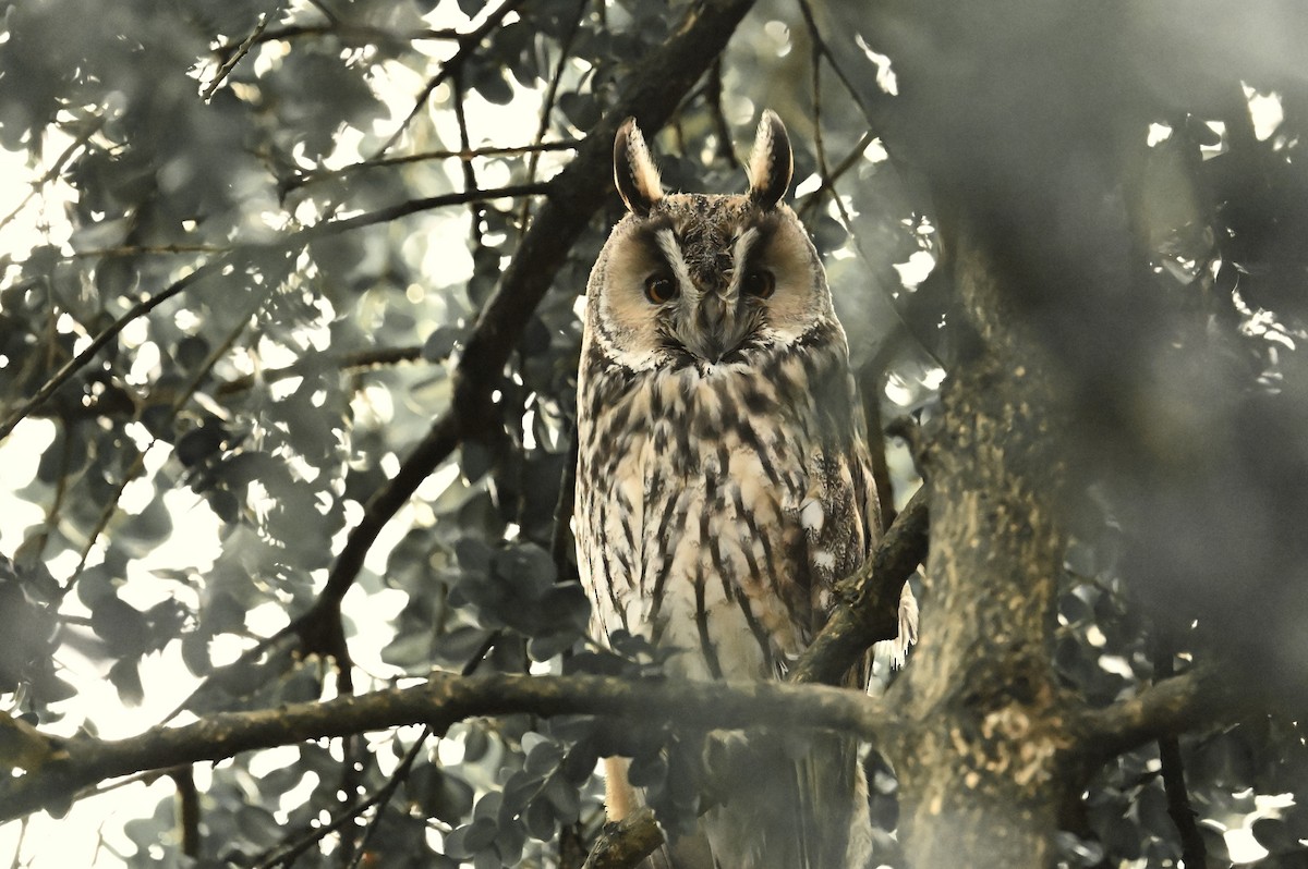 Long-eared Owl - ML646692306