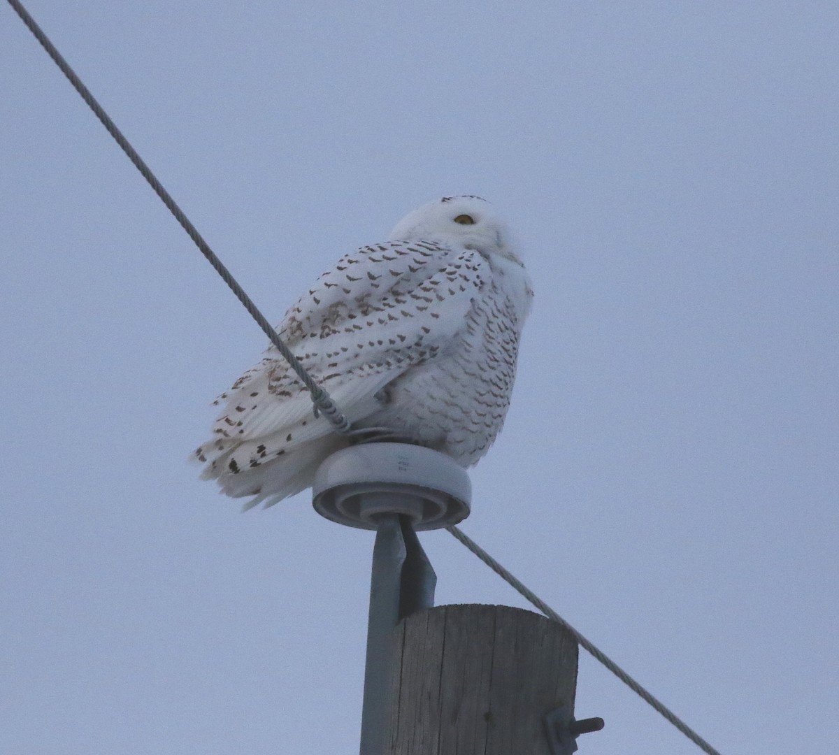 Snowy Owl - ML646692307