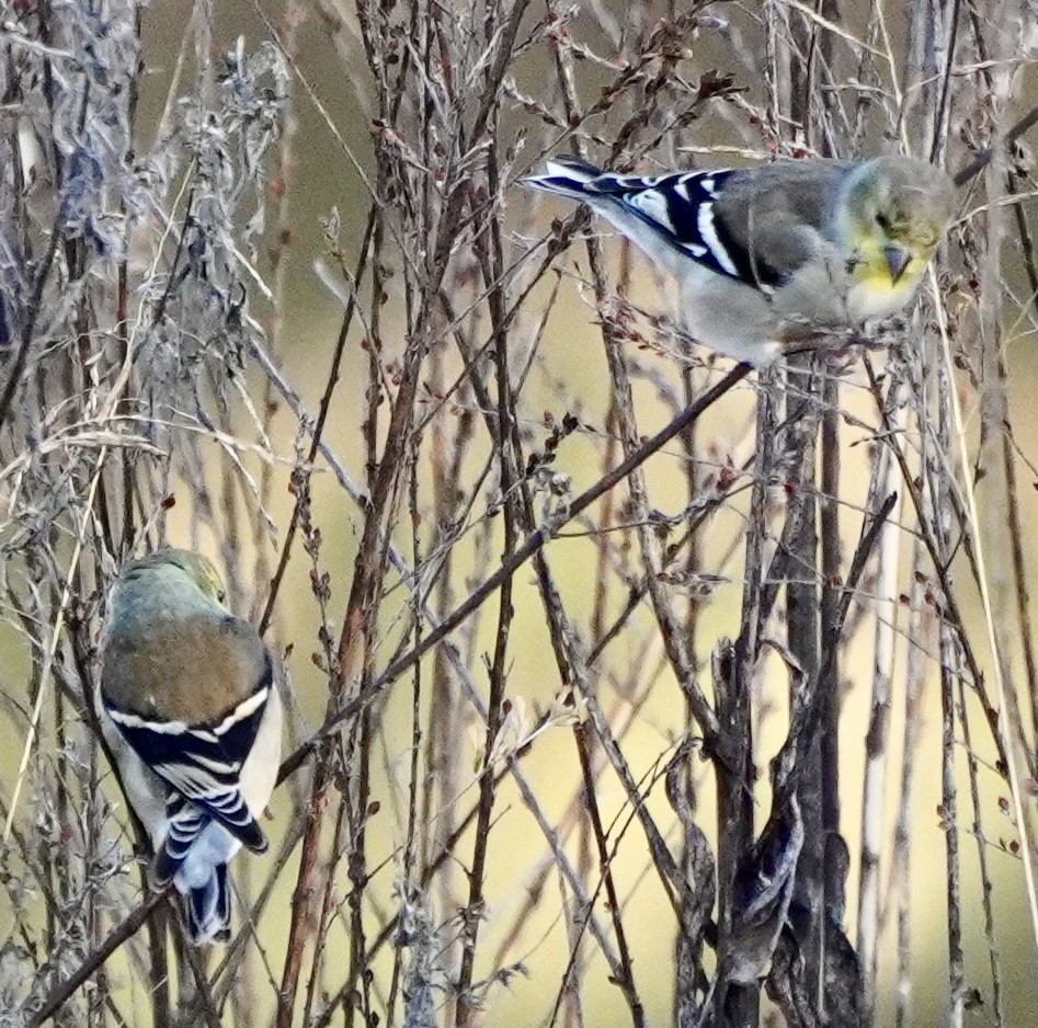 gulstillits - ML646692308