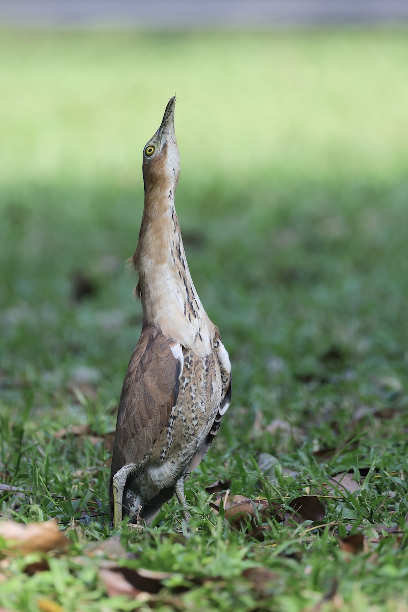 duskdverghegre - ML646692309