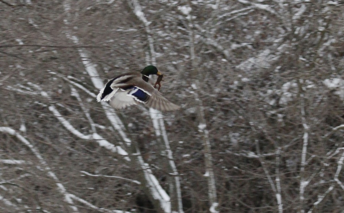 Mallard - ML646692310