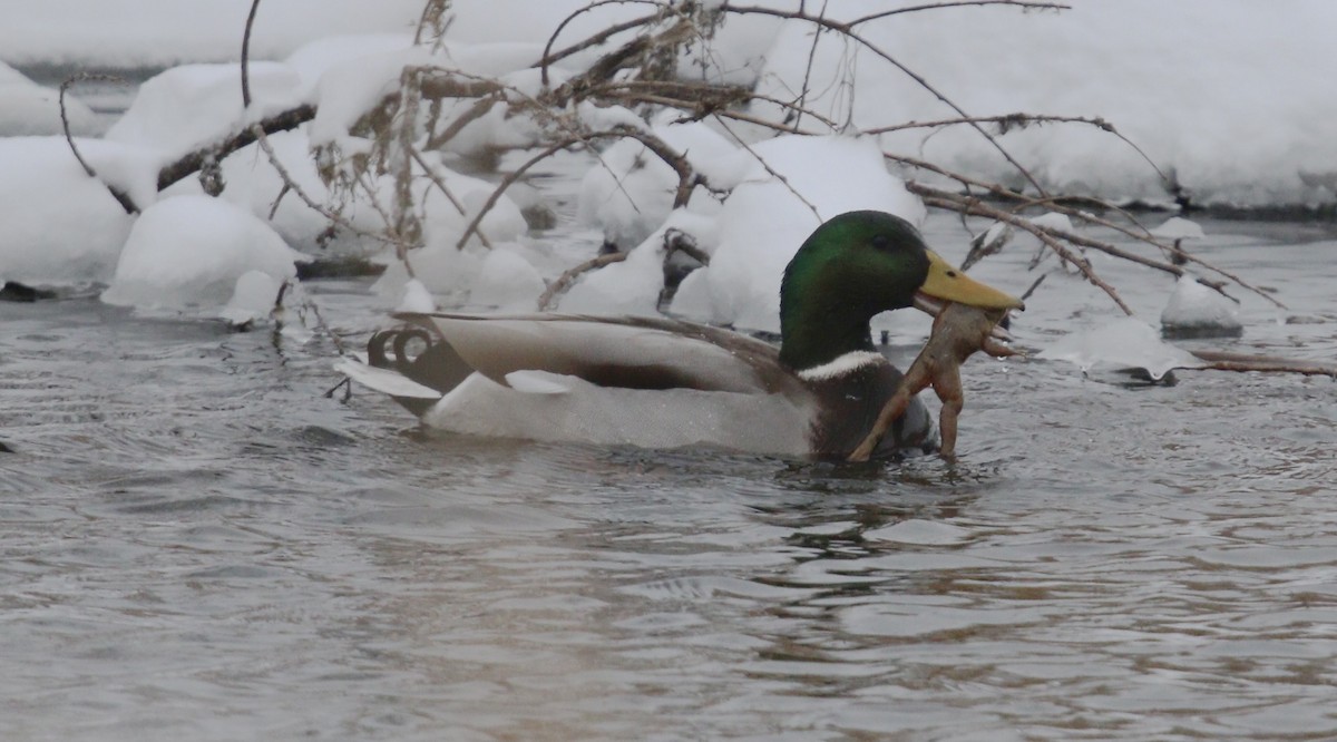 Mallard - ML646692311