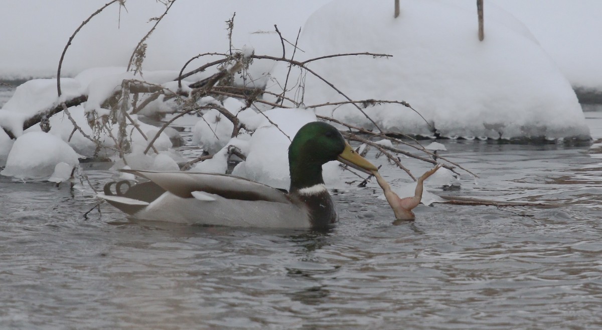 Mallard - ML646692312