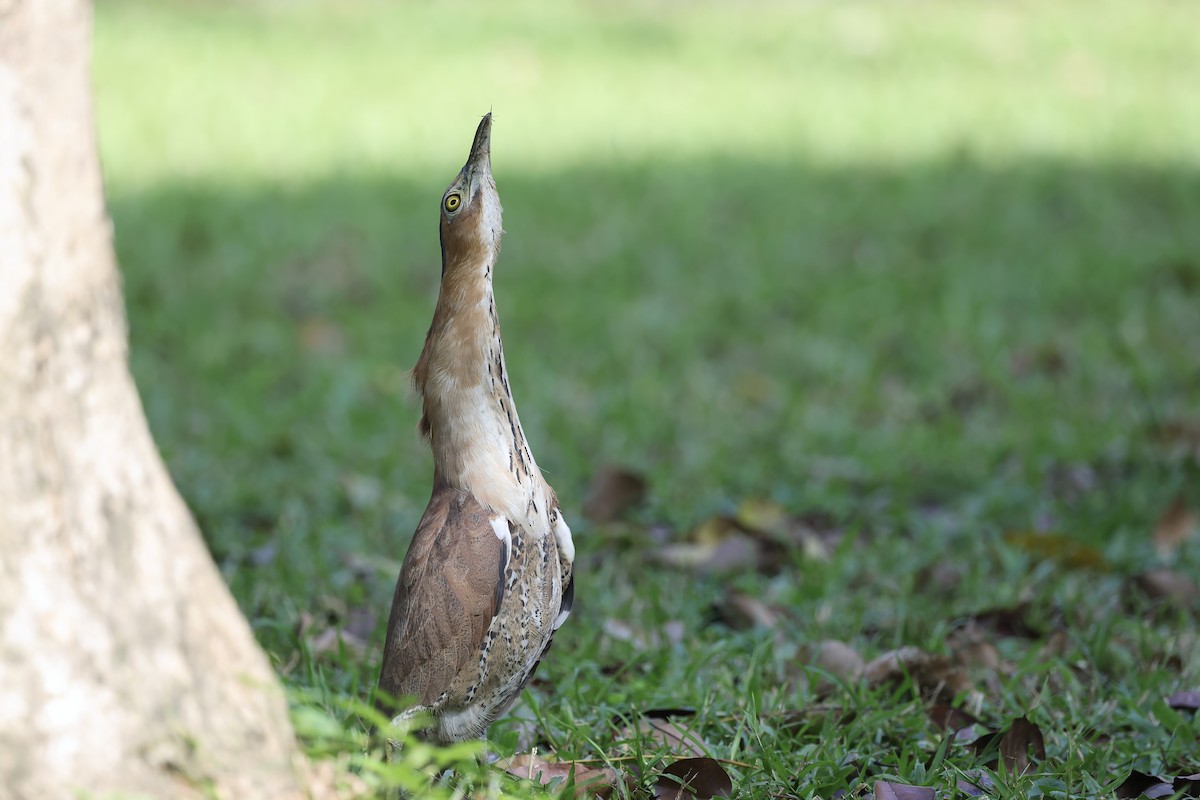 duskdverghegre - ML646692313