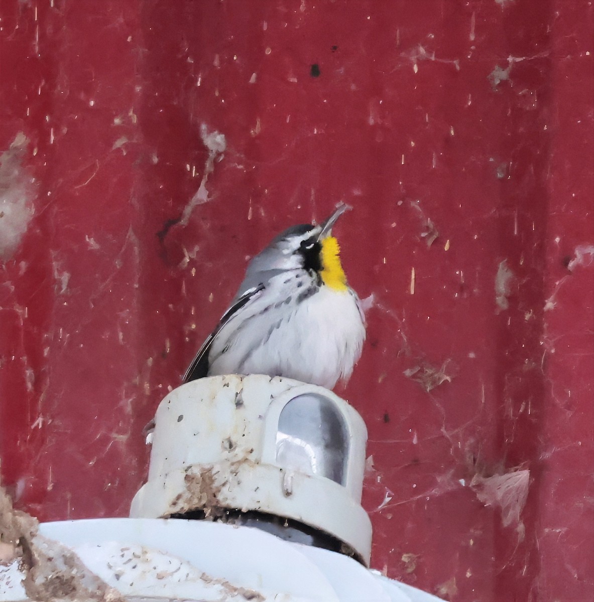 Yellow-throated Warbler - ML646692314