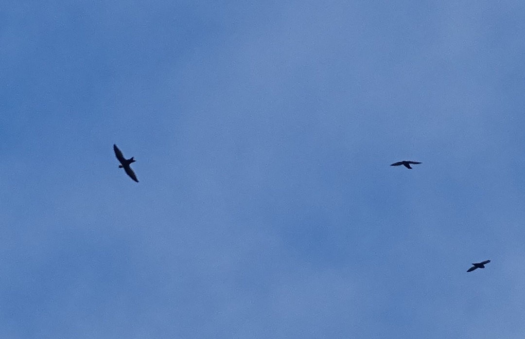 White-collared Swift - ML646692317