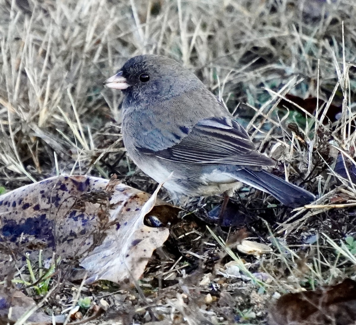 vinterjunko - ML646692318