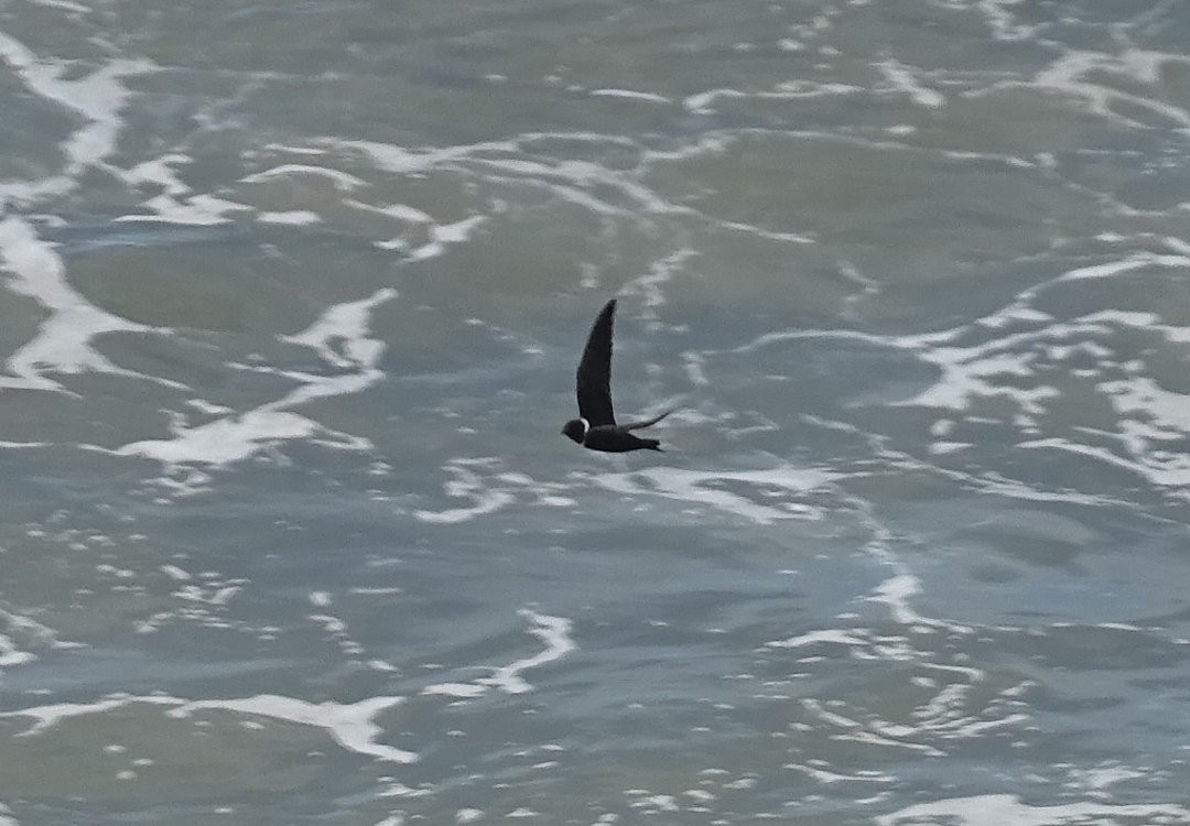 White-collared Swift - ML646692319