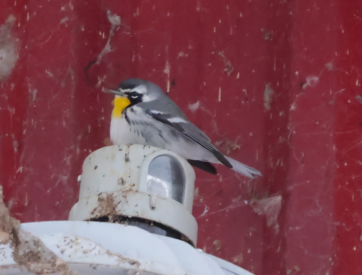 Yellow-throated Warbler - ML646692320