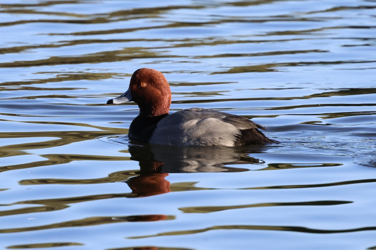 צולל אמריקני - ML646692326