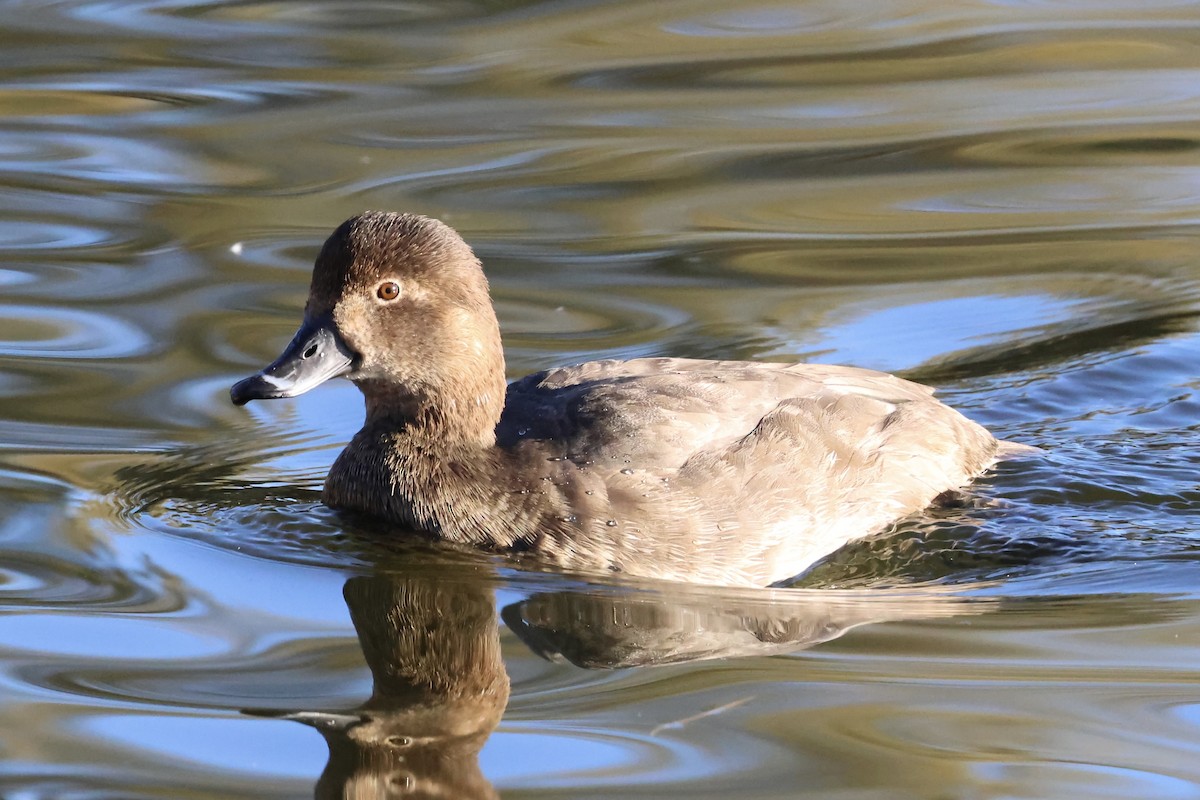 צולל אמריקני - ML646692327