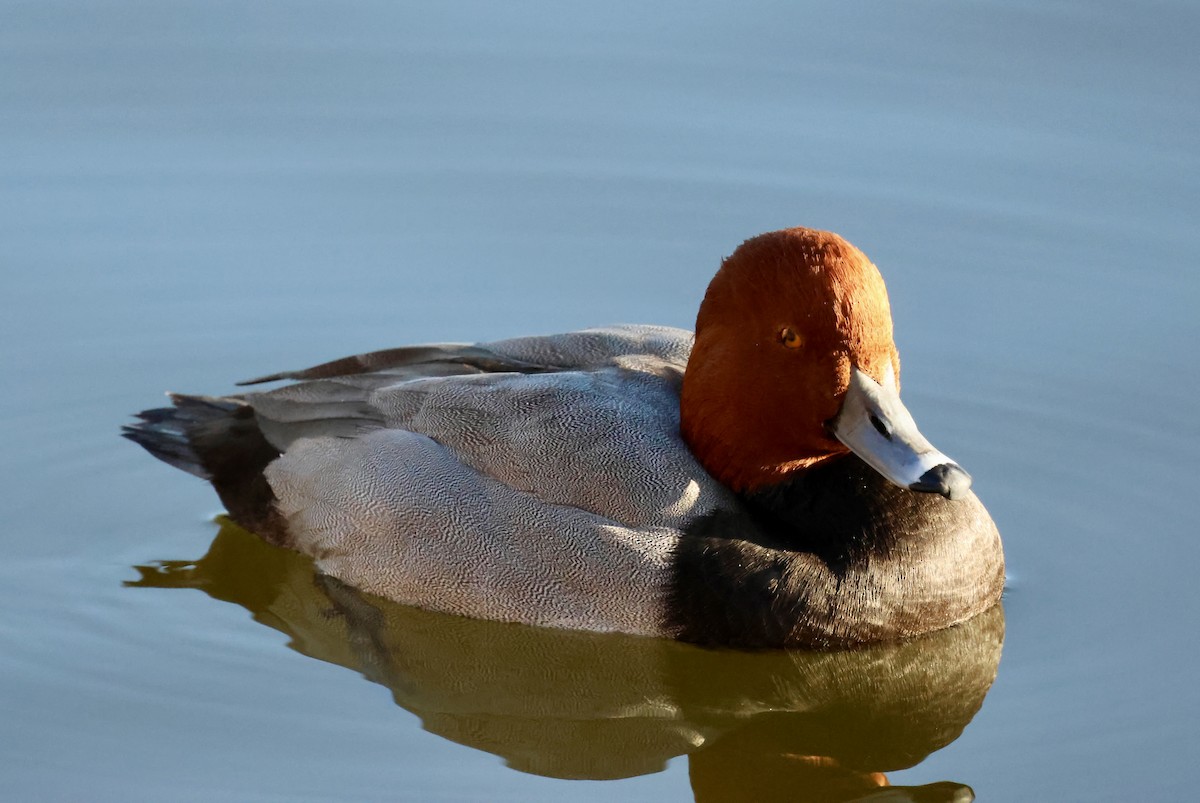 צולל אמריקני - ML646692328