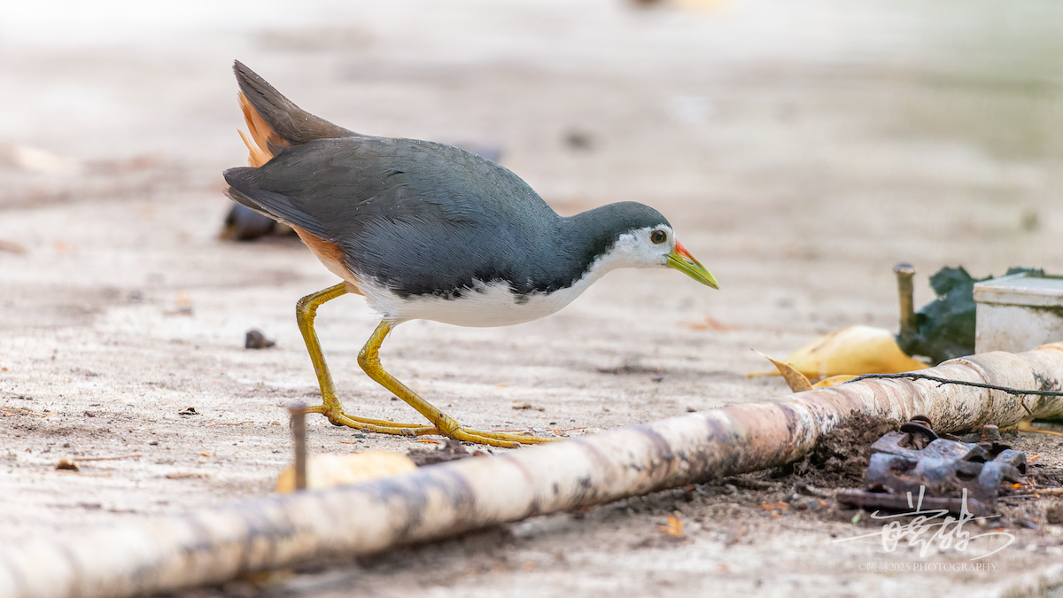 chřástal běloprsý - ML646692329