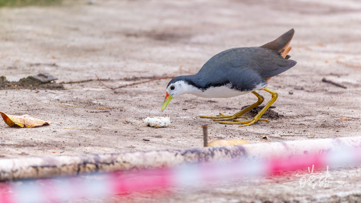 chřástal běloprsý - ML646692330