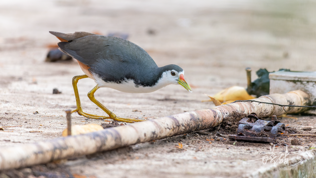 chřástal běloprsý - ML646692331