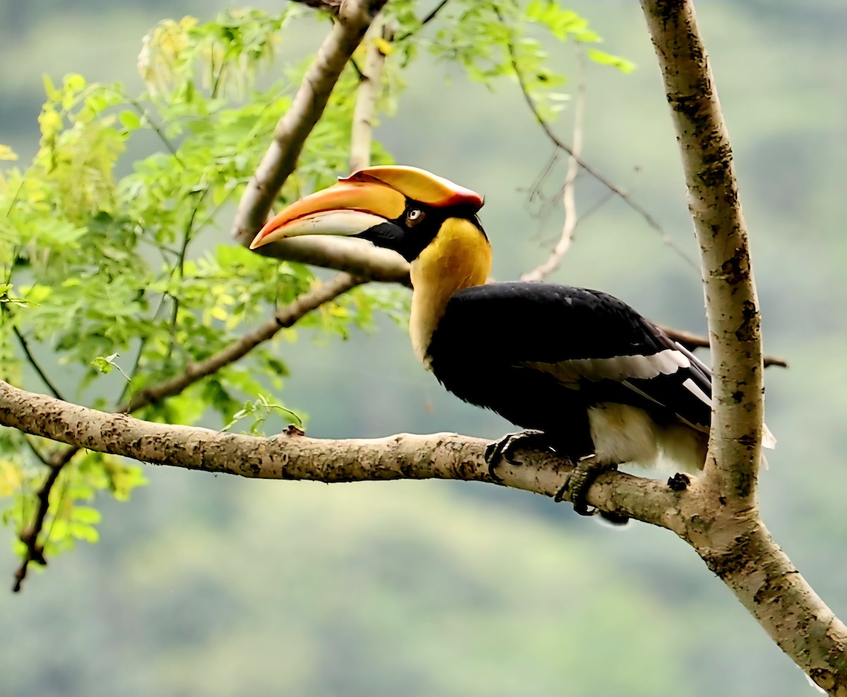Great Hornbill - ML646692348