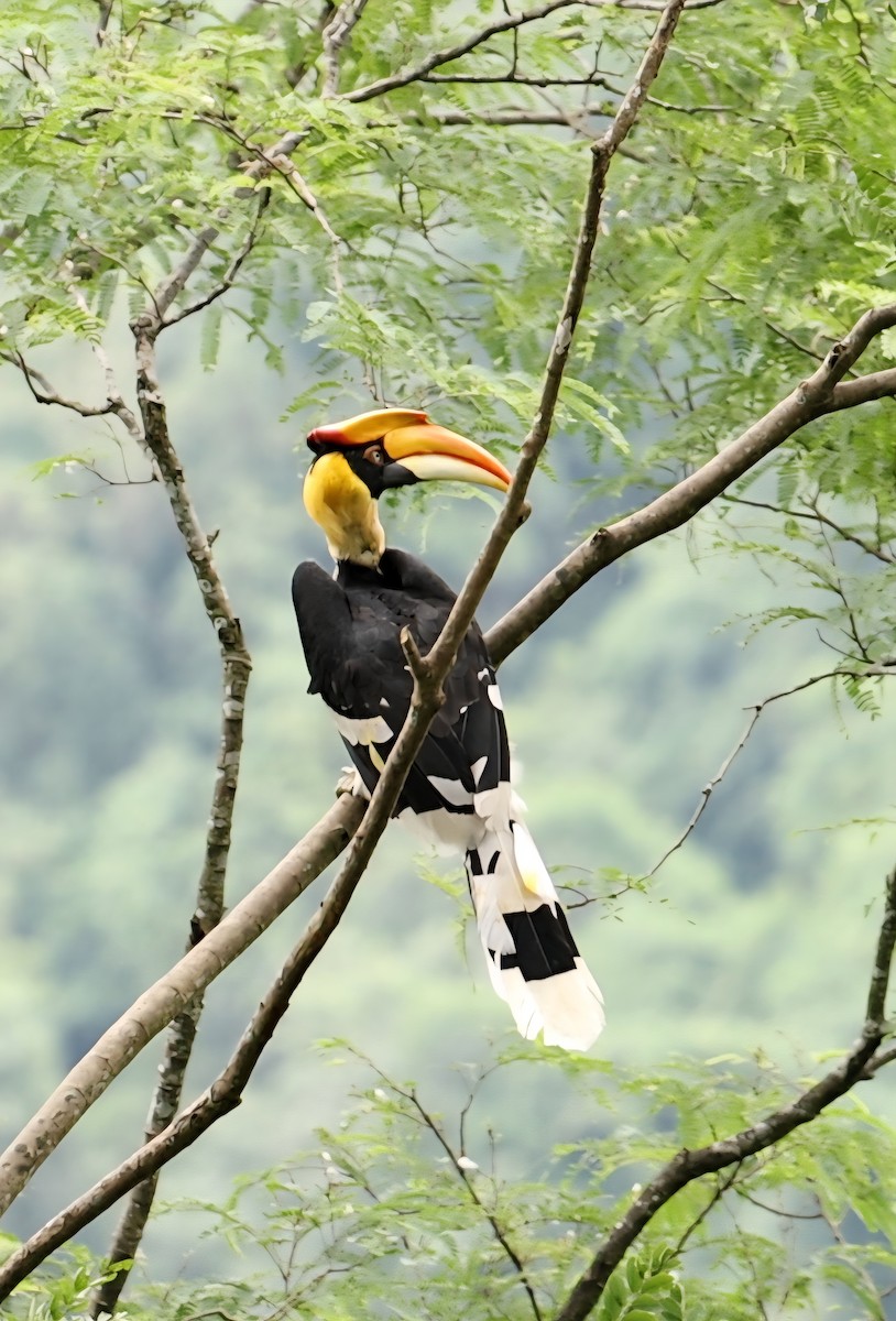 Great Hornbill - ML646692351