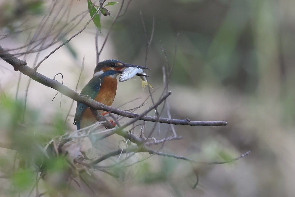 isfugl - ML646692353