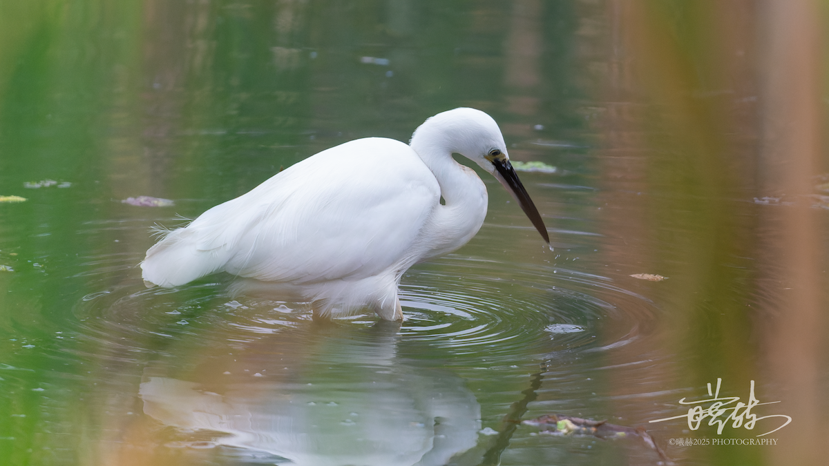 volavka stříbřitá - ML646692355