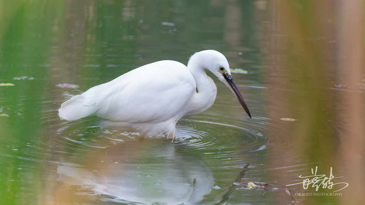 volavka stříbřitá - ML646692356