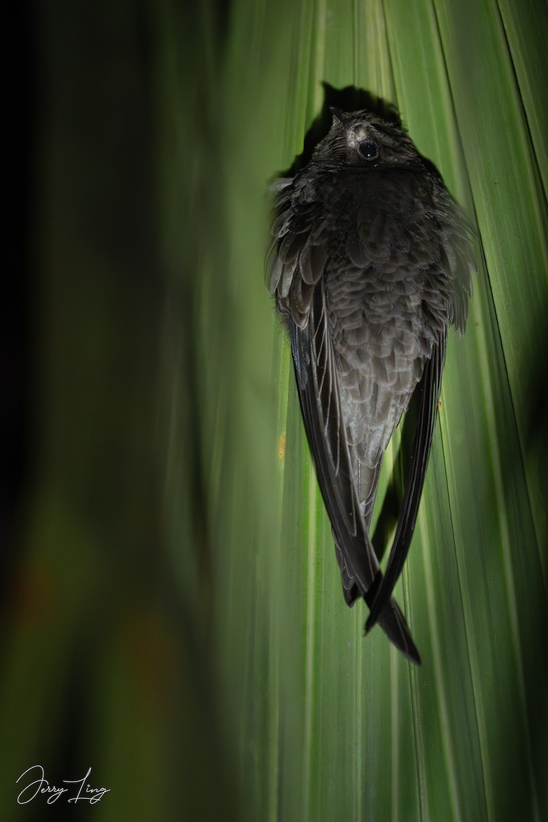 Asian Palm Swift - ML646692357