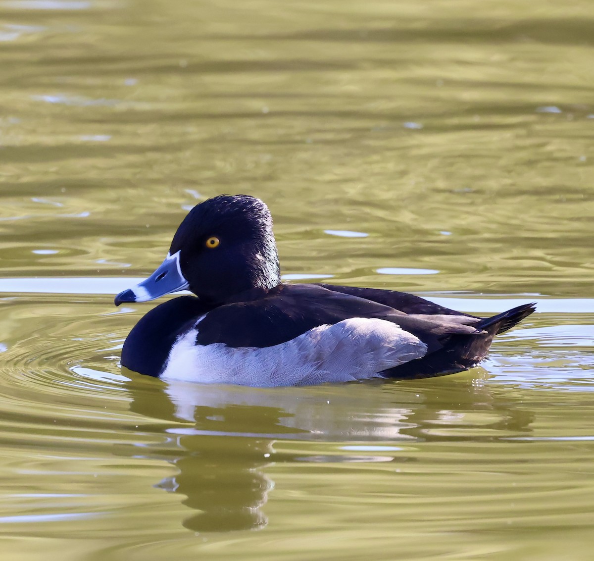 צולל צווארון - ML646692358