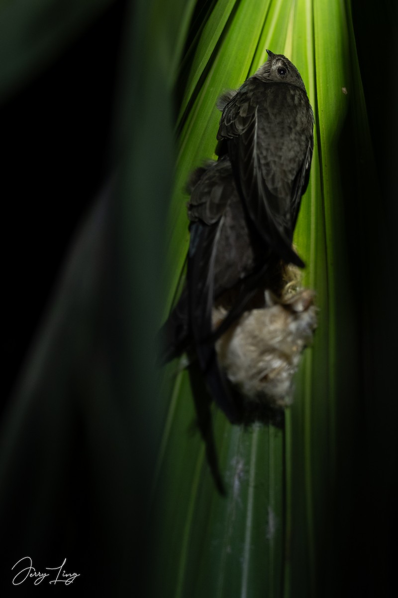 Asian Palm Swift - ML646692359