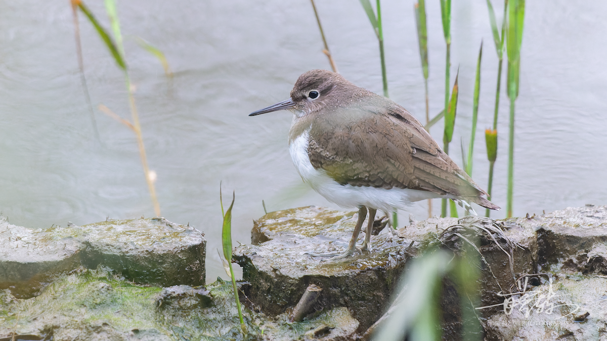 pisík obecný - ML646692360