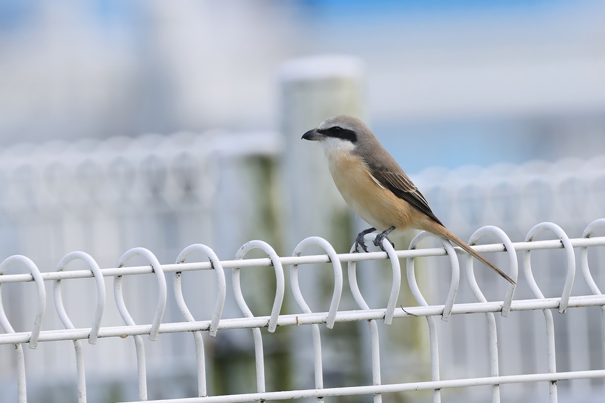 brunvarsler - ML646692361