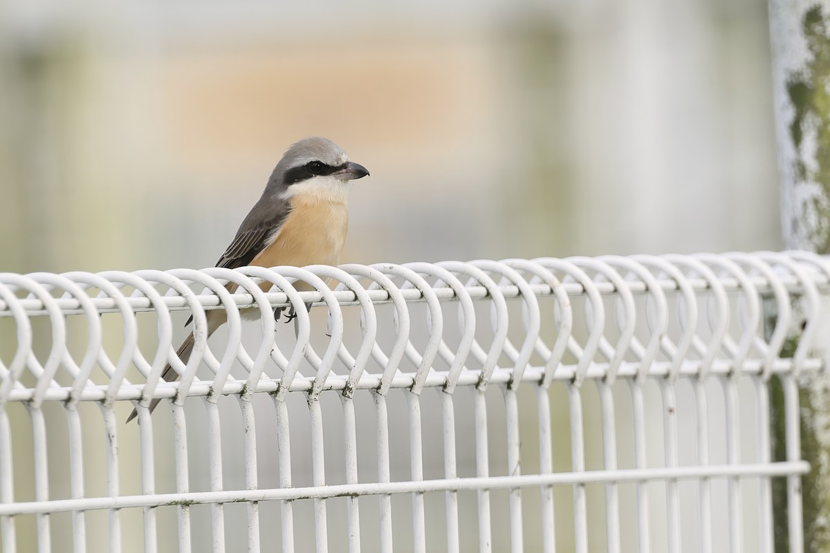 brunvarsler - ML646692362