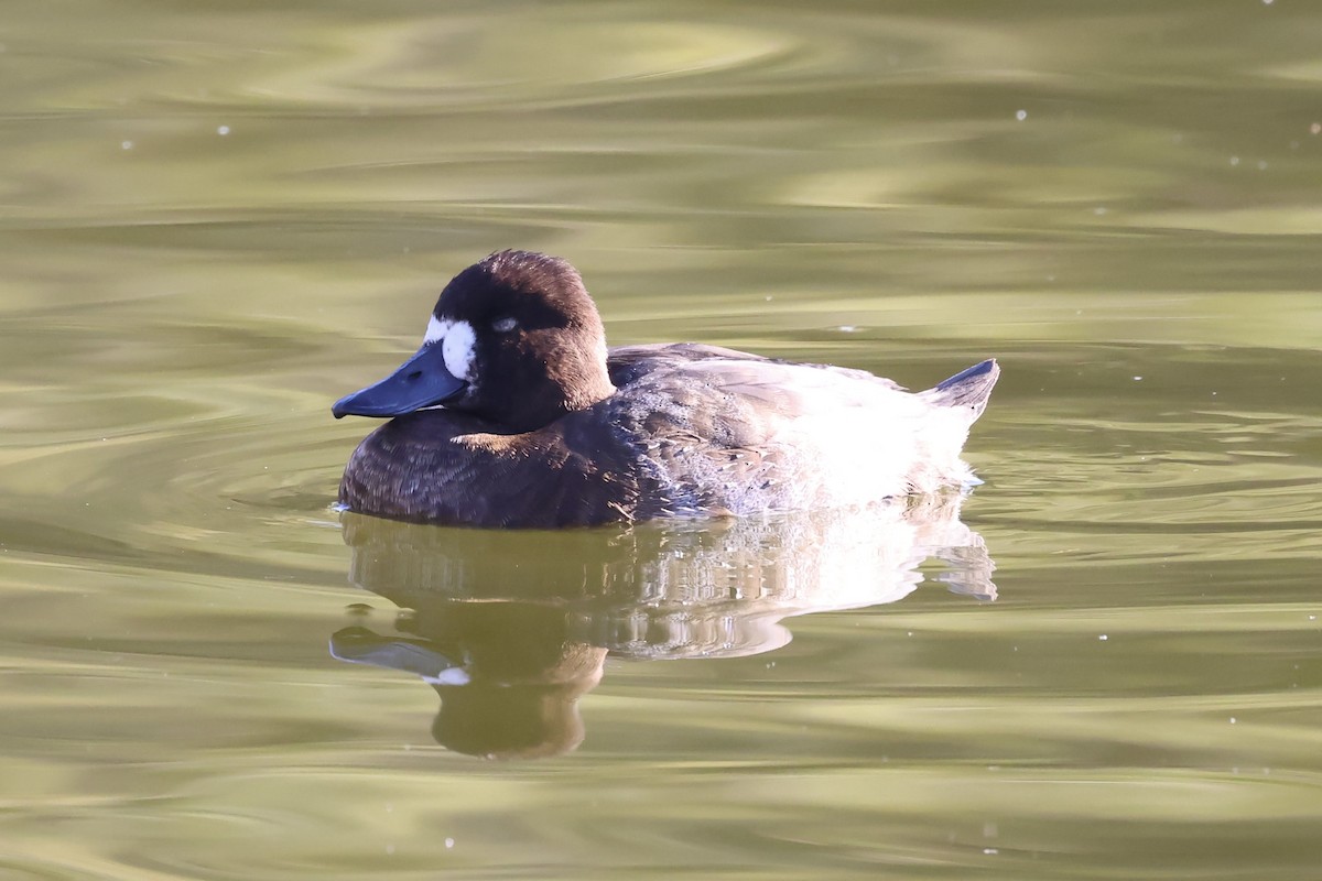 コスズガモ - ML646692364